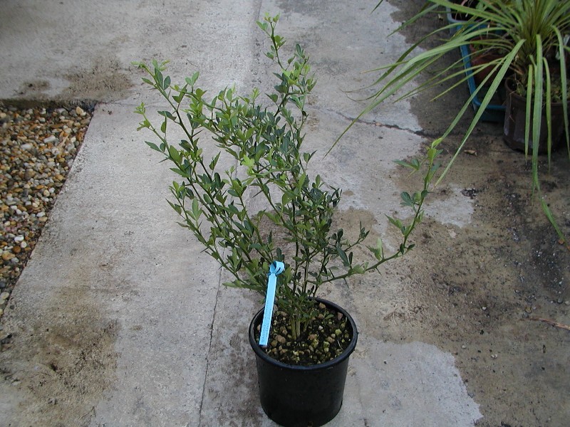Poncirus trifoliata - Winterharte Zitrone 70cm